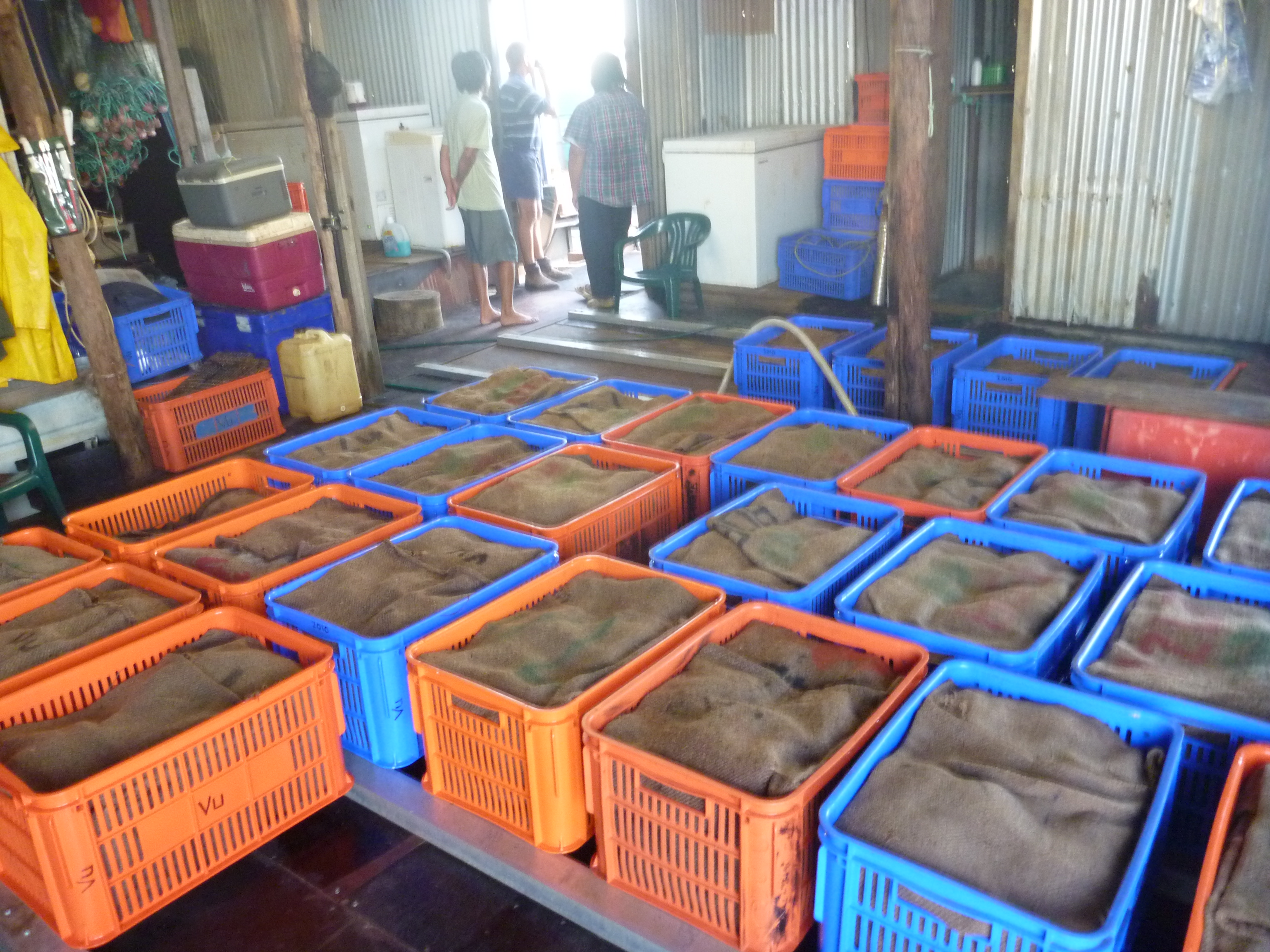 Mud Crab storage space, showcasing dozens of crates of mud crabs