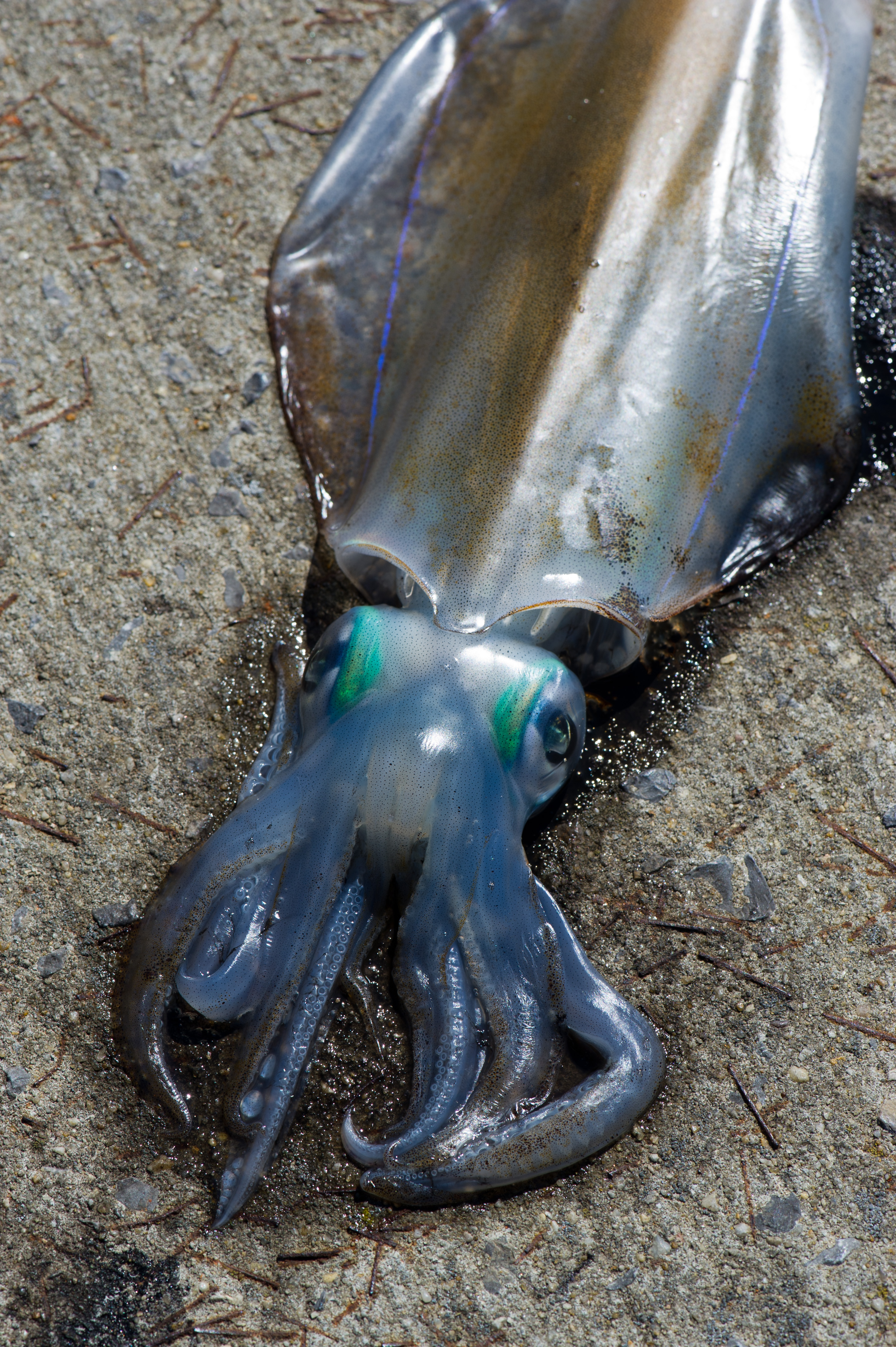Southern Calamari on Concrete