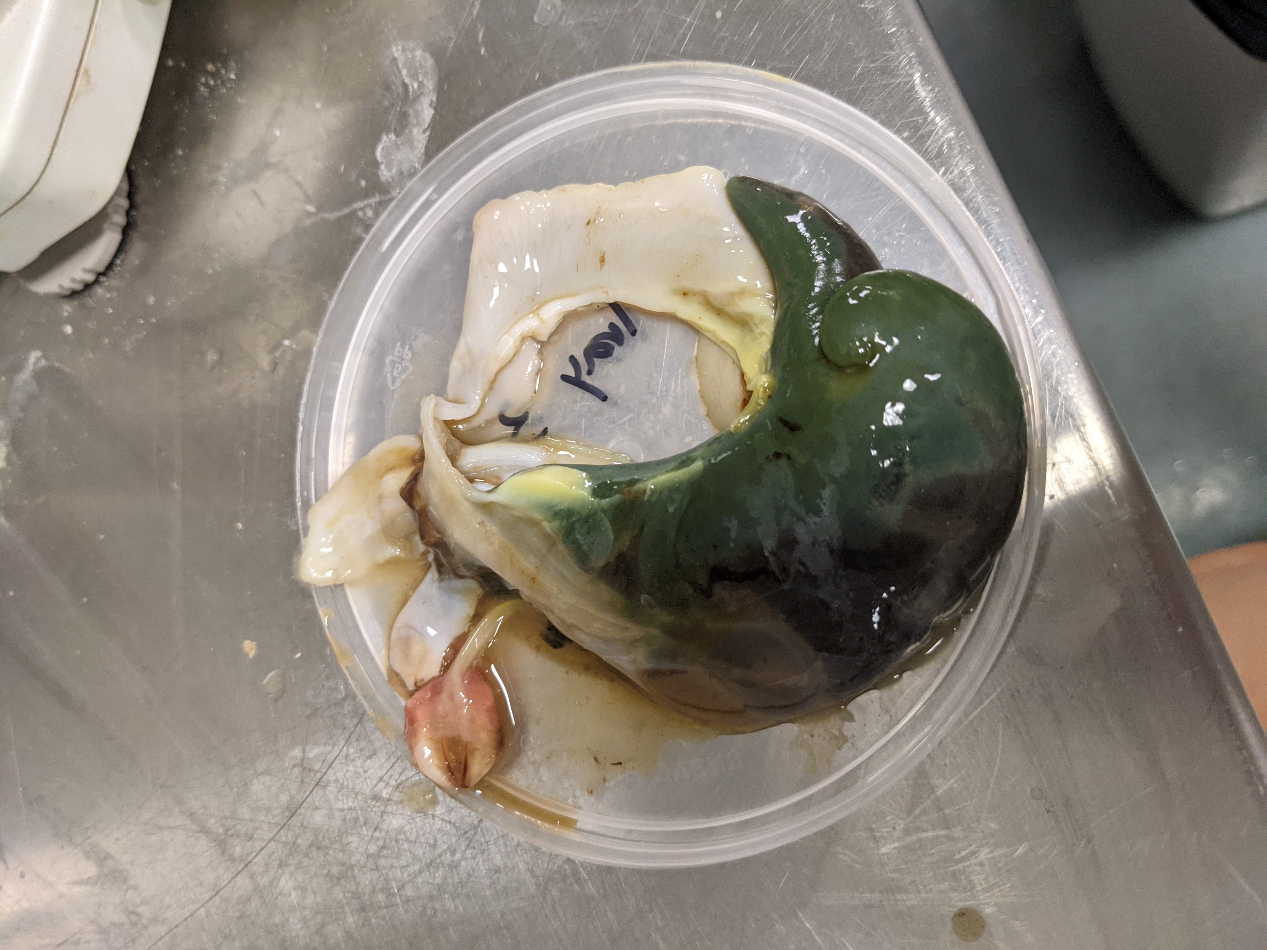 Abalone Viscera