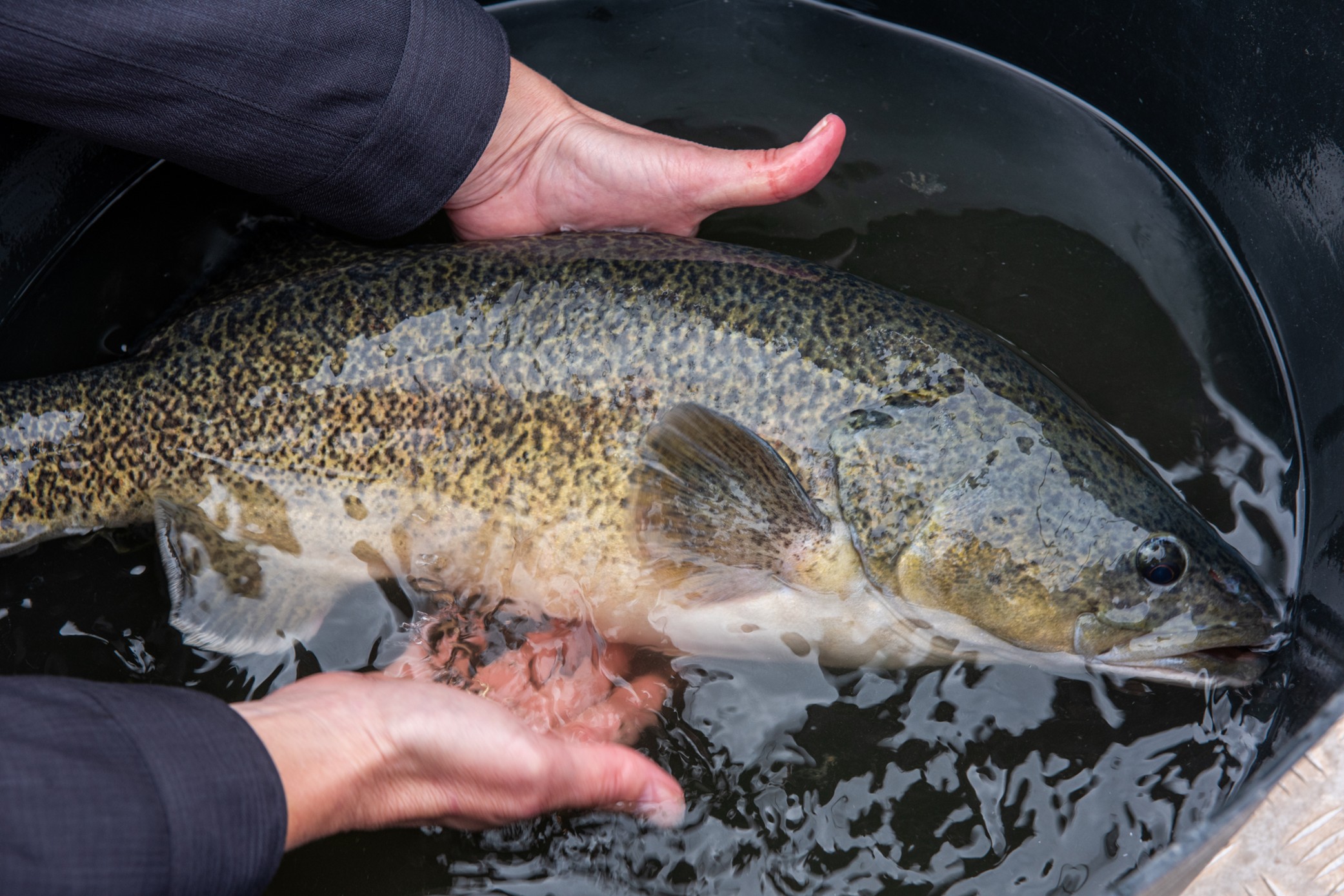 Murray Cod