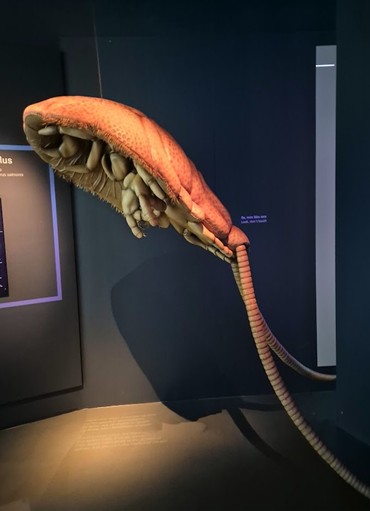 Interactive displays and materials are on display at the Storeblå Aquaculture Visitor Centre in Bergen, Norway