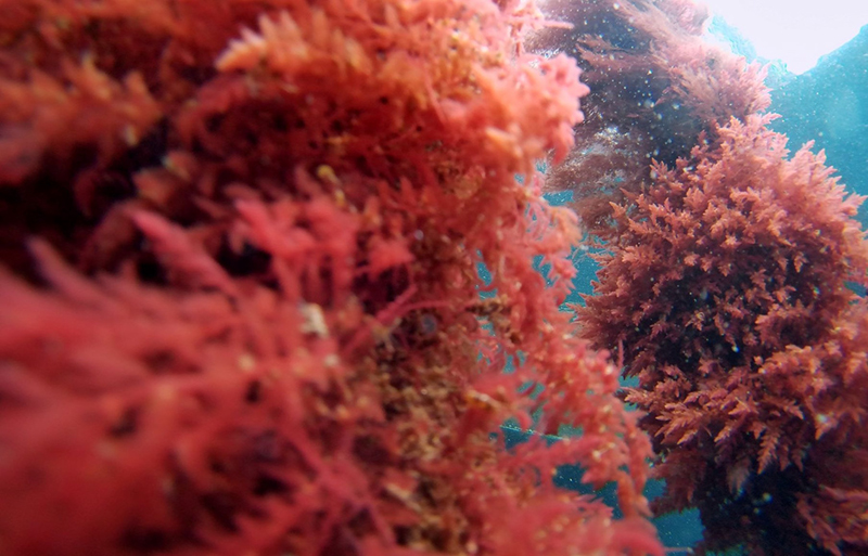 Red-seaweed. Photo credit: SeaForest