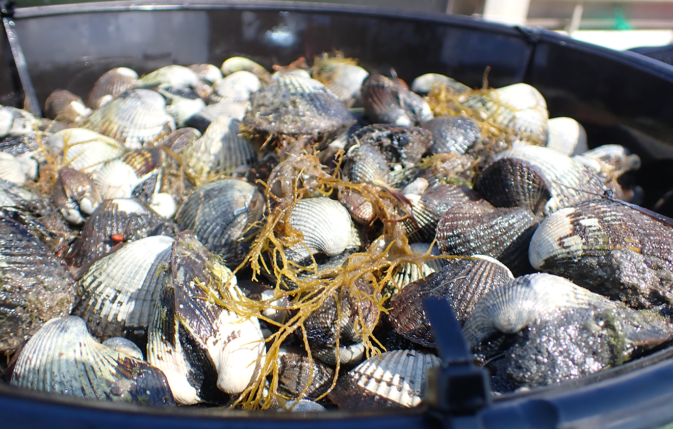 Sydney Cockles sitting in a pot