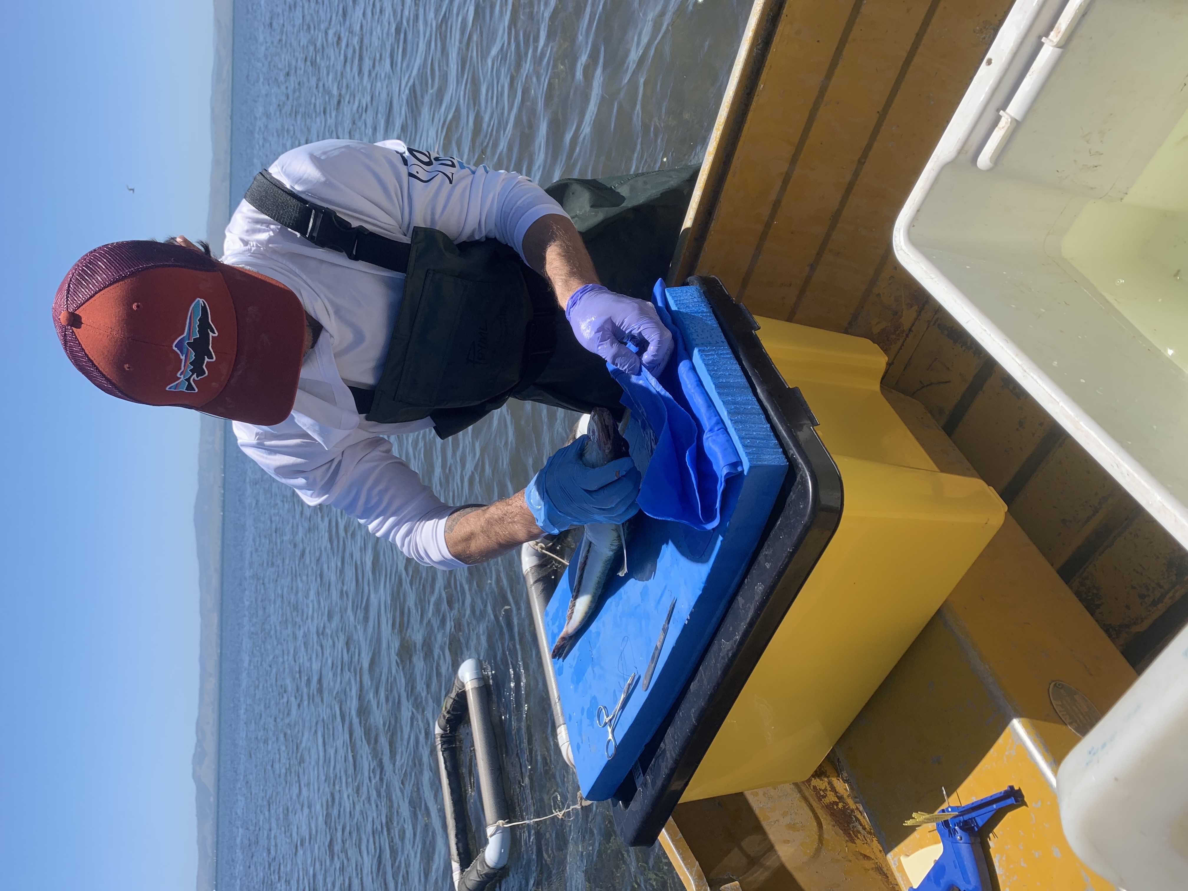 Dr Justin Rizzari attaches an acoustic tracker to a Corner Inlet Rock Flathead.