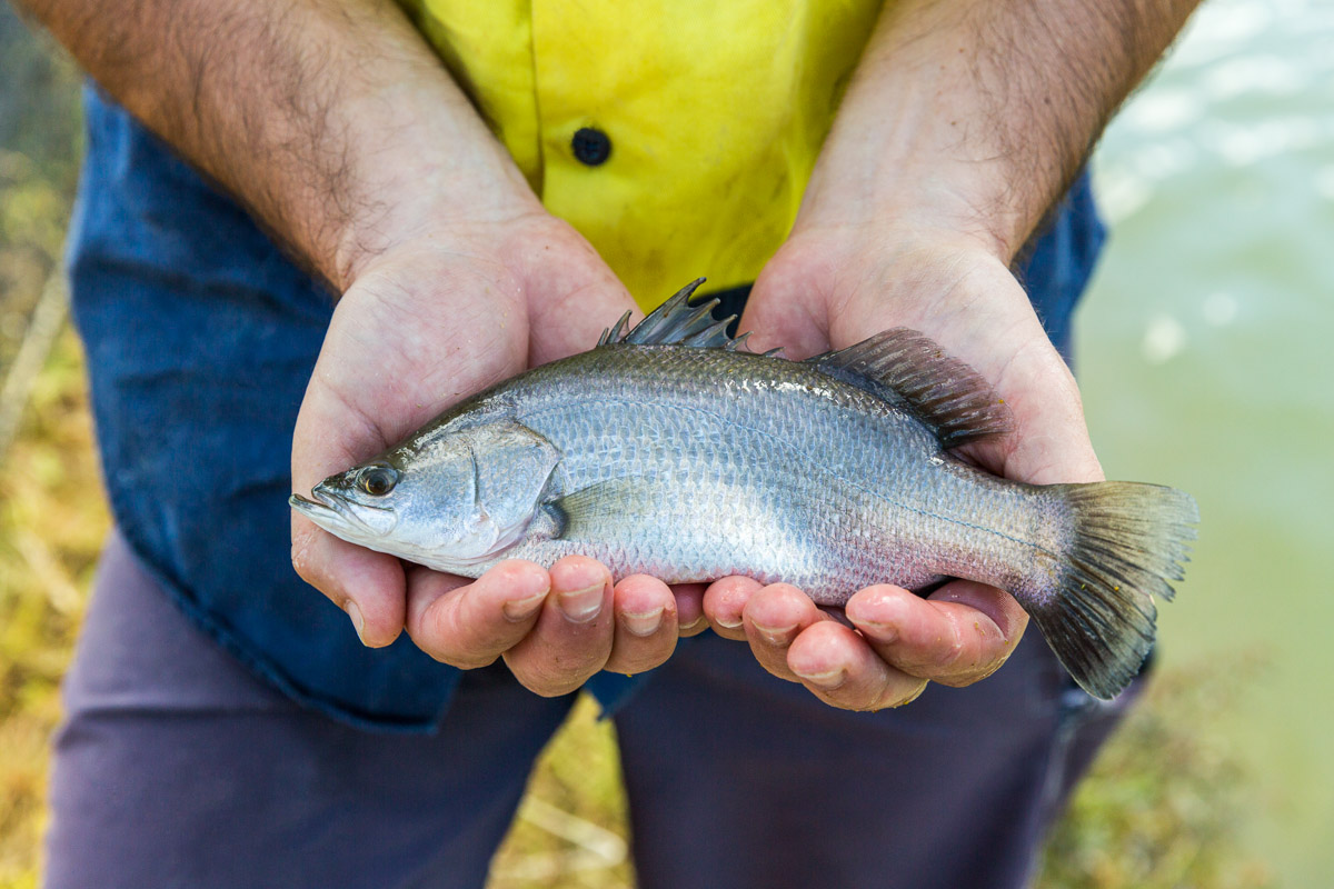 Barramundi being held by man