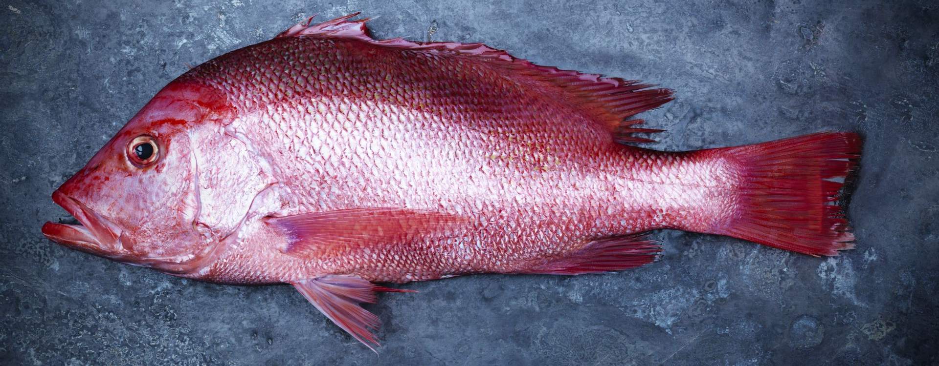 Saddletail Snapper