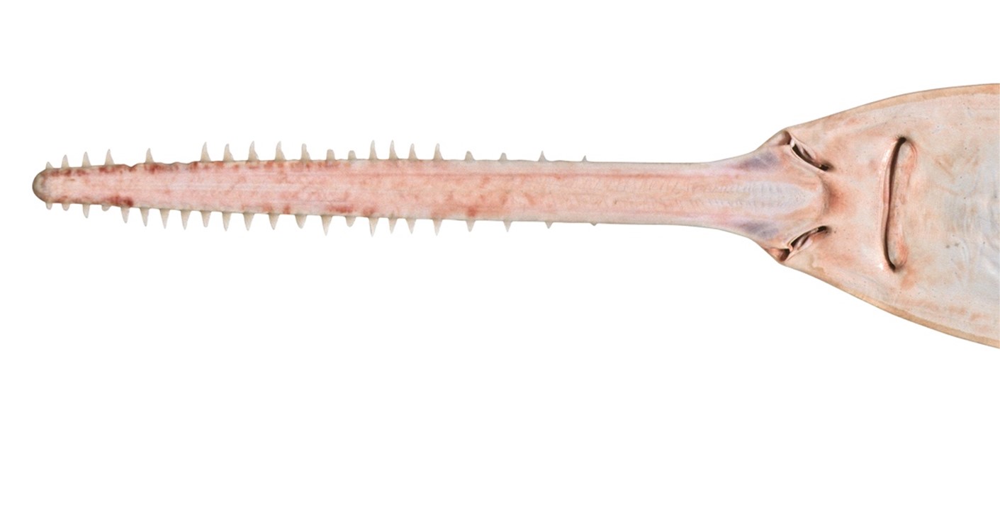 Photo of SawFish's rostrum, explaining its vulnerabilities