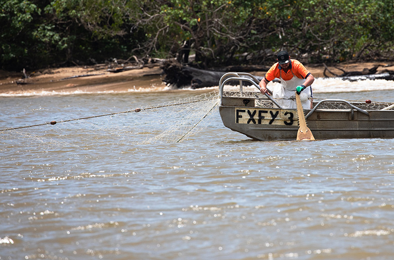A photo of a Sawfish being released by a gillnet fisher in the Gulf of Carpentaria Barramundi Fishery. Photo credit: Richard Pillans CSIRO
