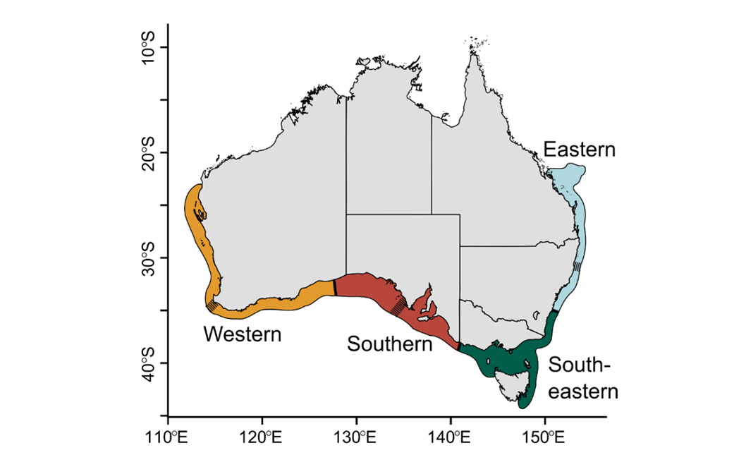Four stocks of Australian Sardine put on Australian map graphic