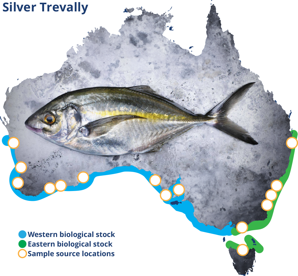 Silver Trevally Map