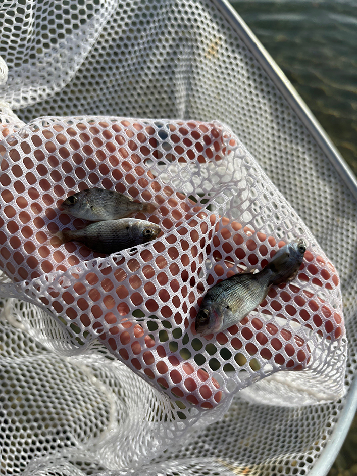 Fingerling Snapper released as part of Snapper project 