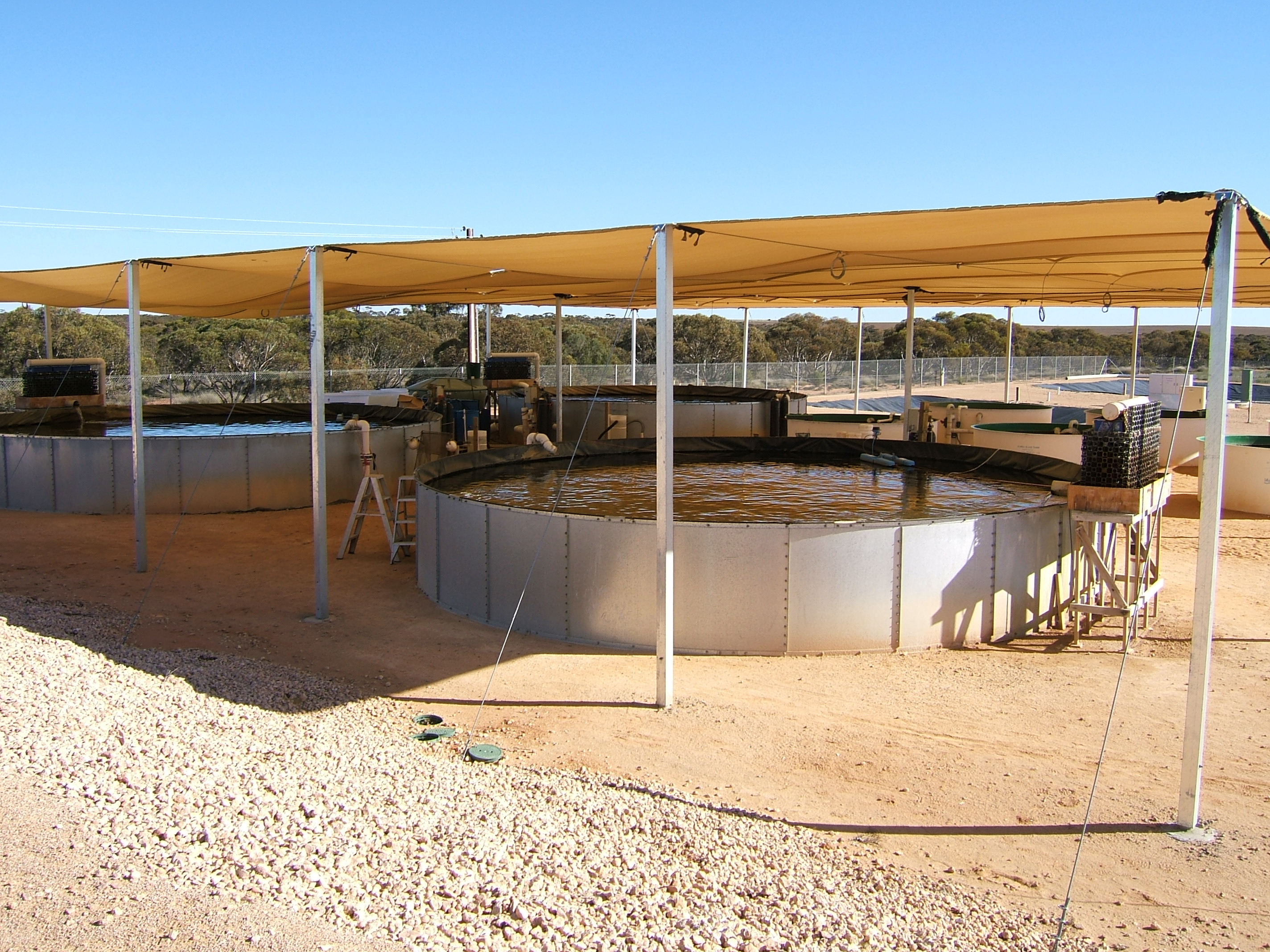 Aquaculture tubs at the Waikerie Inland Saline Aquaculture Centre