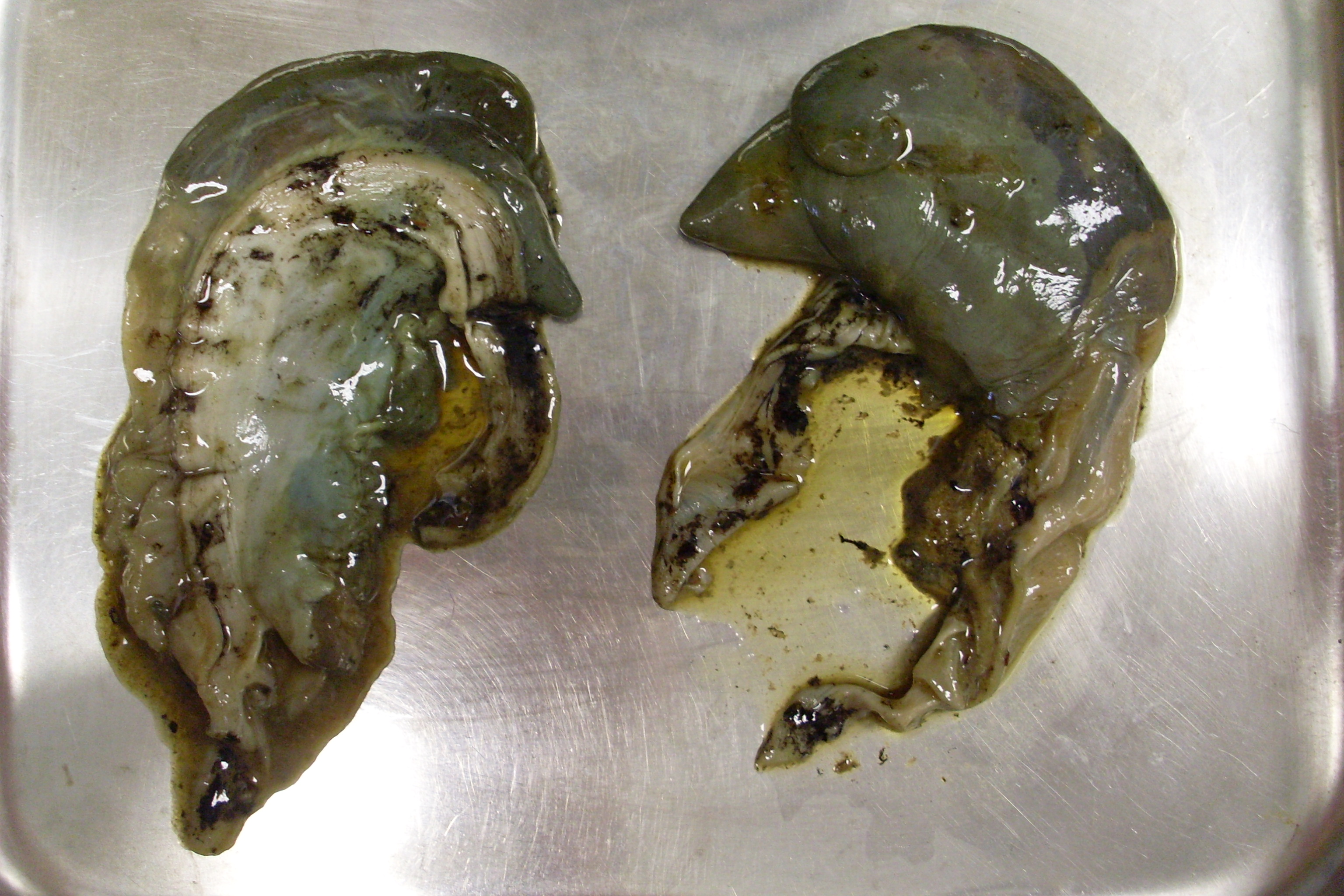 Peptide extracts from abalone viscera are being commercialised for their anti-inflammatory properties. Photo: CSIRO
