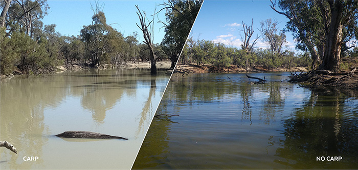 Before and after carp removal, showing the effects on water clarity. Images: Iain Ellis.
