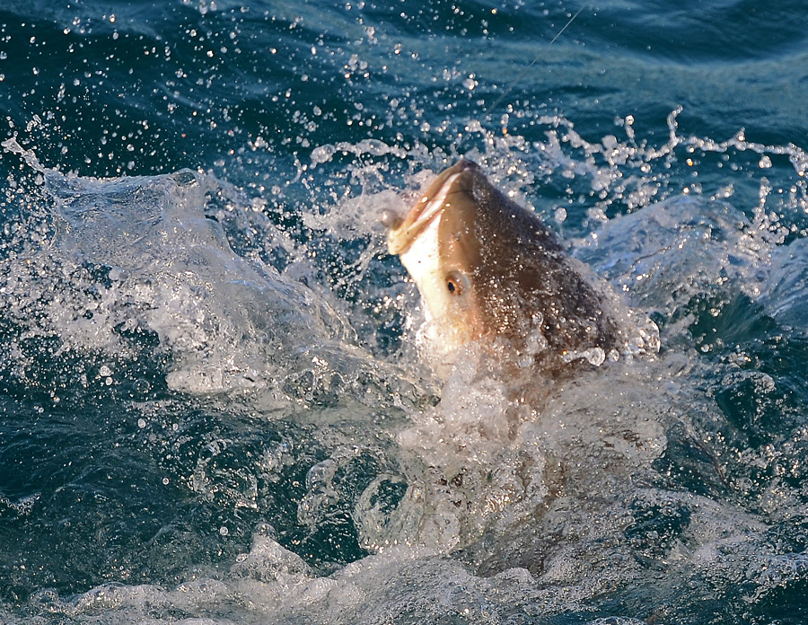 Photo of a Cobia fish