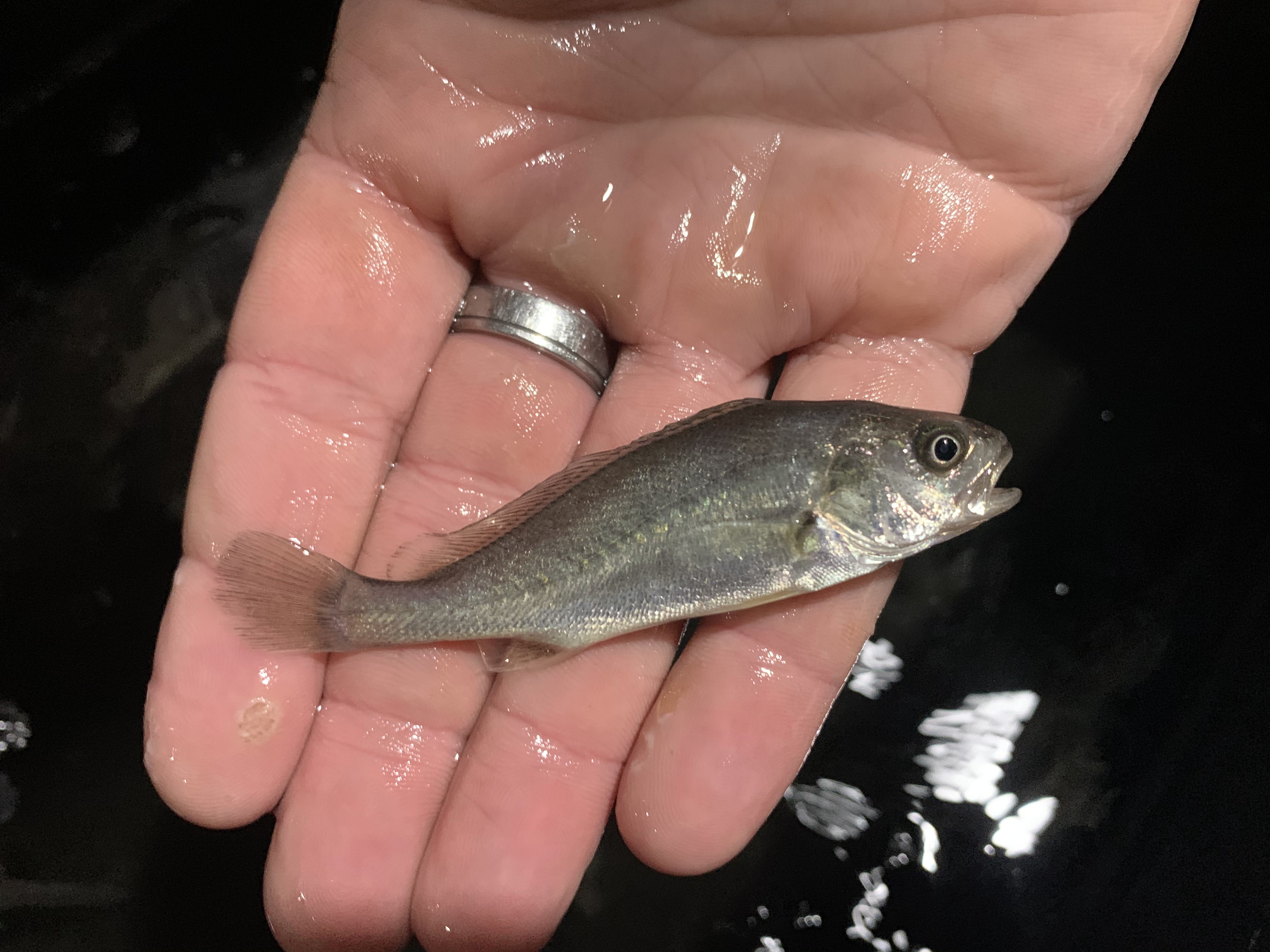 A juvenile Mulloway used in eDNA tank trials. Source: NSW DPIRD