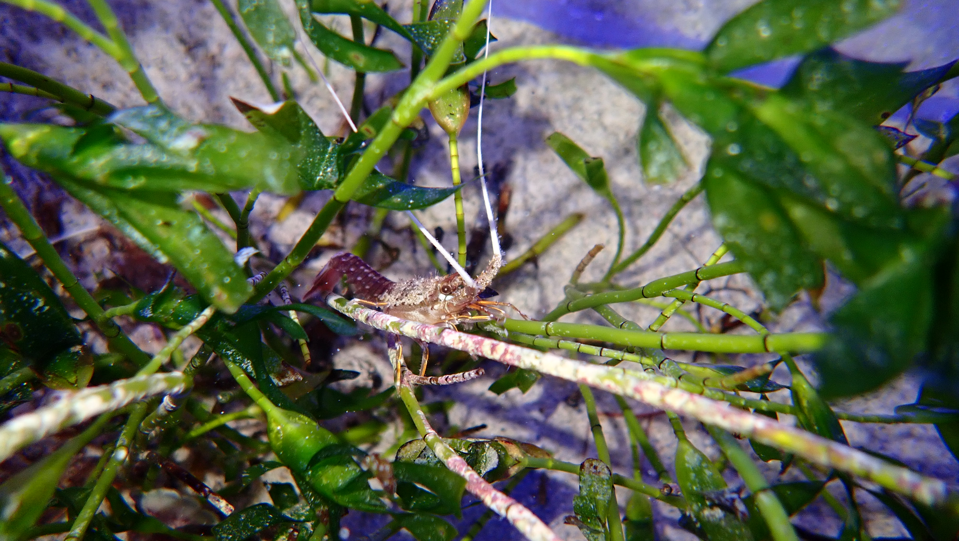 Early juvenile Western Rock Lobster in amphibolis seagrass 