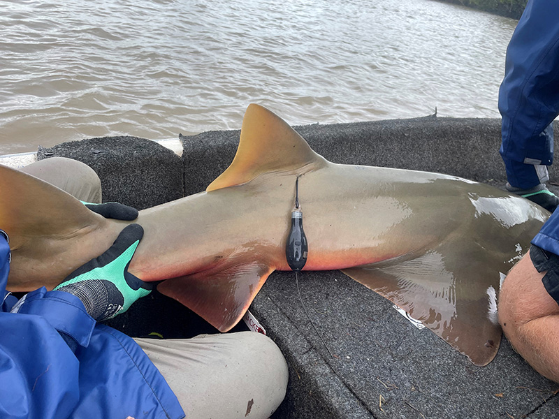 Photo of a Sawfish being satellite tagged 