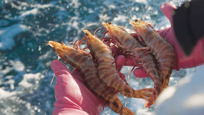 picture of prawns