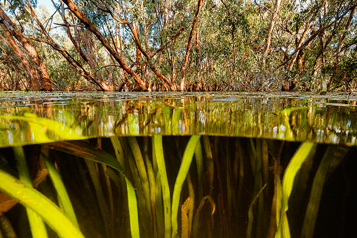 Clear water in a small spot free of carp, Northern Macquarie Marshes Nature Reserve 2011. Image: Tom Rayner.