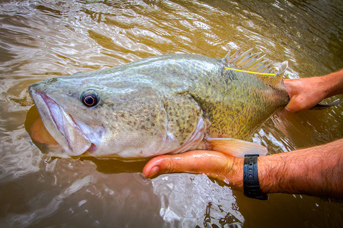 Native species are set to benefit from carp control. This Murray cod has a research tag fitted. Image: Tom Rayner.