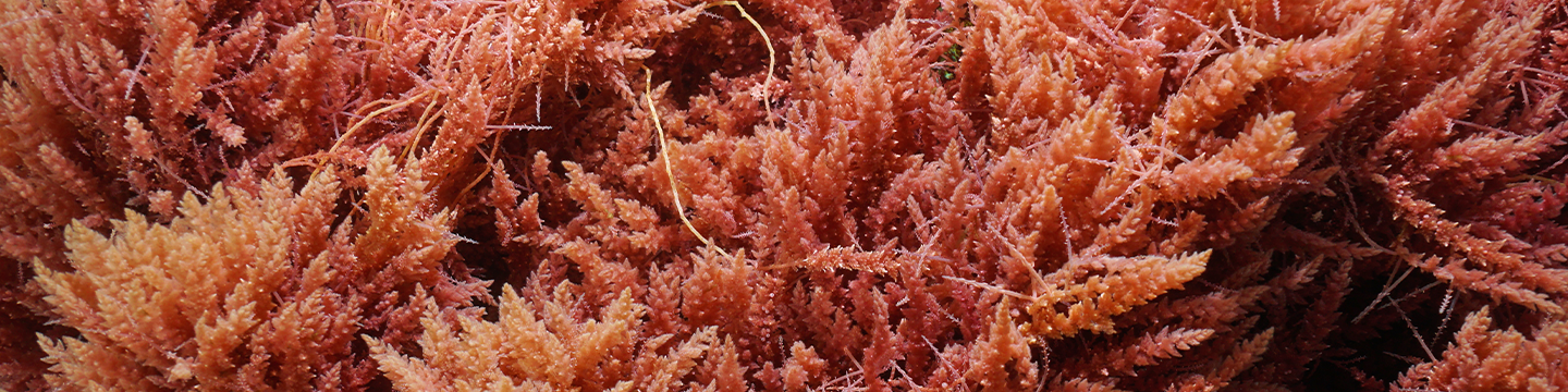 November FRDC News - Seaweed