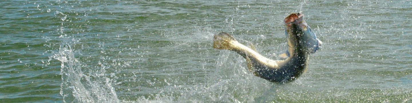 May FRDC News 2025 - Barramundi Love