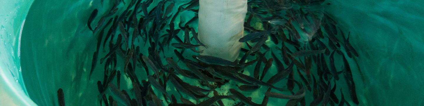 Fisheries Restocking - one option in a sea of choices