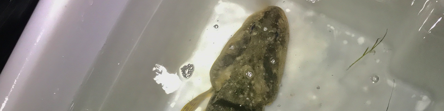 December FRDC News - Flathead