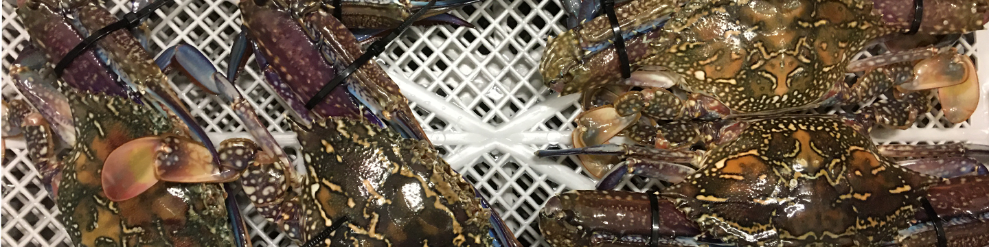May FRDC News 2025 - Live Crab Trading