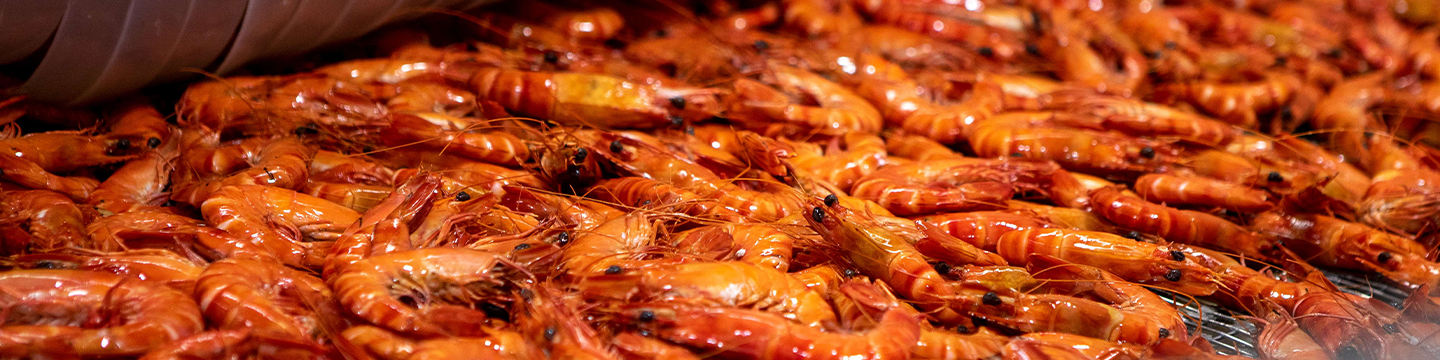 April FRDC News 2025 - Prawn Farmers