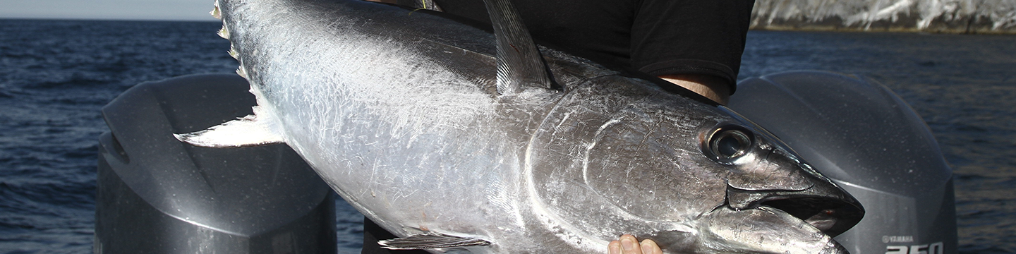 FRDC News June 2025 - Tuna Fishery
