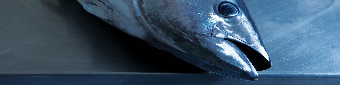 May FRDC News 2025 - Tuna Fishery MSC