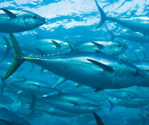 Southern Bluefin Tuna have become more widely distributed and harder to find as they travel along Australia’s southern coast