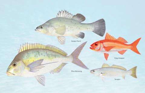 Blue Morwong, Ruby Snapper, Teraglin and Golden Perch