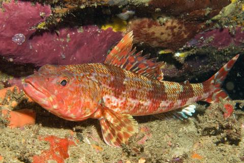 A Sergeant Baker (Latropiscis purpurissatus), a warm-water species now being seen further south of its previously recorded range