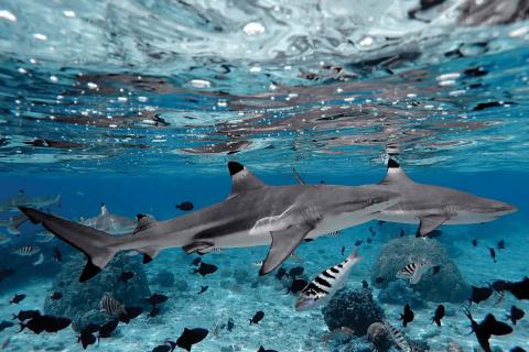 Photo of Blacktip shark