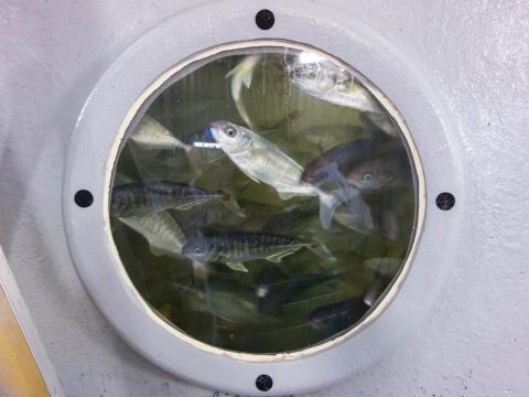 Photo of Juvenile Yellowtail Kingfish trials