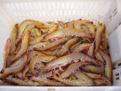 Photo of Eastern King Prawns