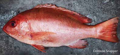 Photo of Crimson Snapper