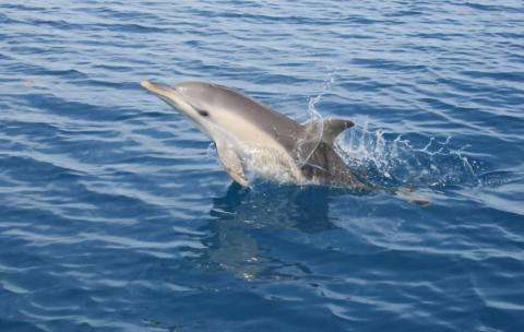 Photo of Common Dolphin