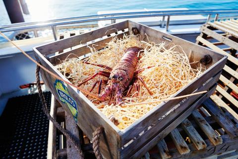 Photo of Western Rock Lobster