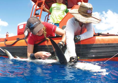 Photo of Stacy Bierwagen in a boat assessing a shark