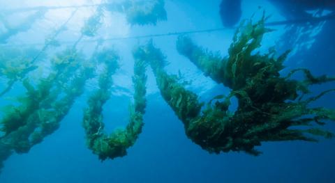 Photo of Giant Kelp