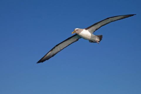 Photo of seabird