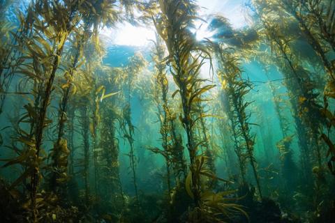 p19_tasmania_12-macrocystis-pyrifera-scaled-1-2048x1366