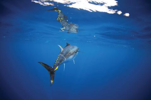 p24_sbt-photo-al-mcglashan