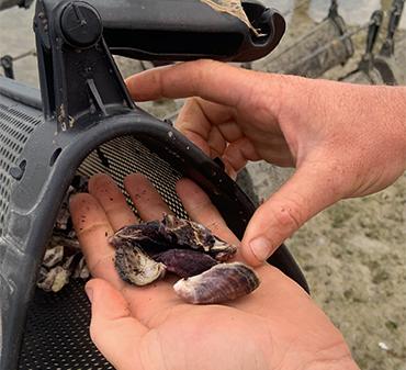 Photo of person holding Moreton Bay oysters