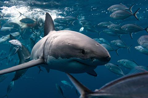 Image of shark swimming amongst a school of fish in sea