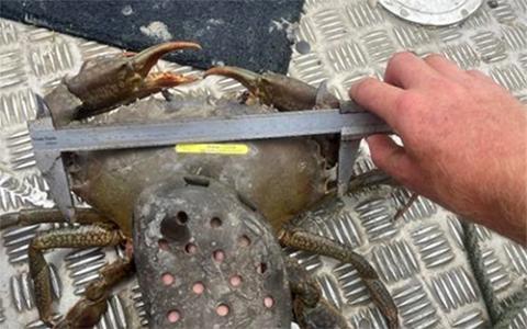 Photo of a Giant Mud Crab being measured. Photo: Queensland Department of Agriculture and Fisheries.